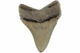 Serrated, Fossil Megalodon Tooth - North Carolina #202255-1